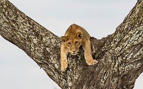 Meliá Serengeti Lodge Meliá Collection